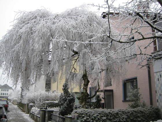 IMG_9591-Raureif-Strae-560